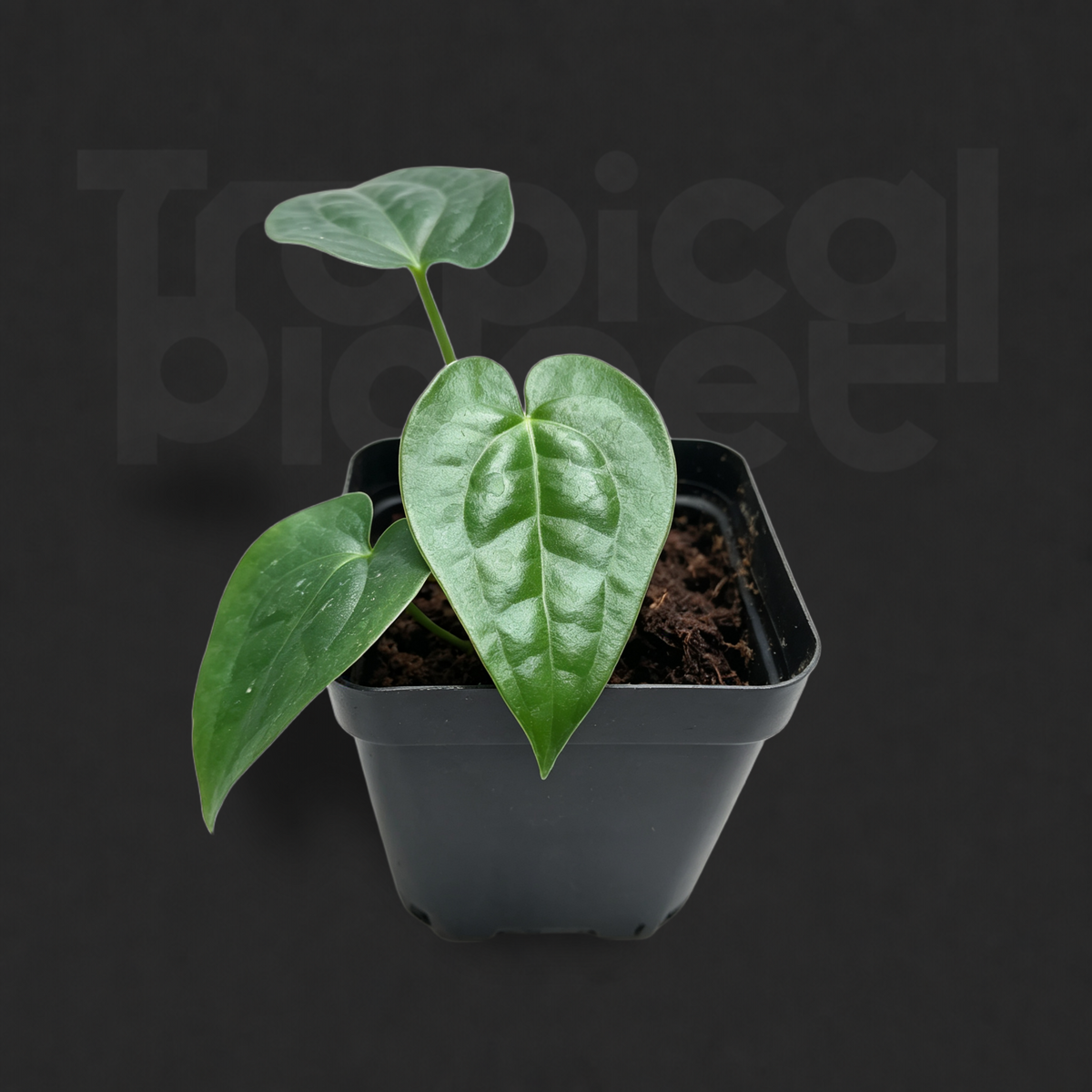 Anthurium forgetii × Anthurium luxurians