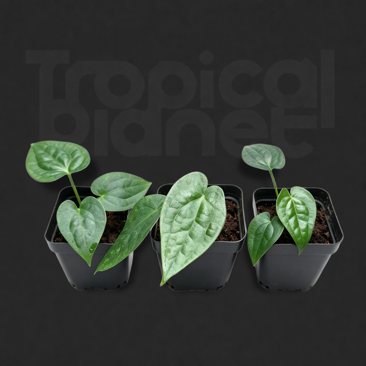 Anthurium forgetii × Anthurium luxurians