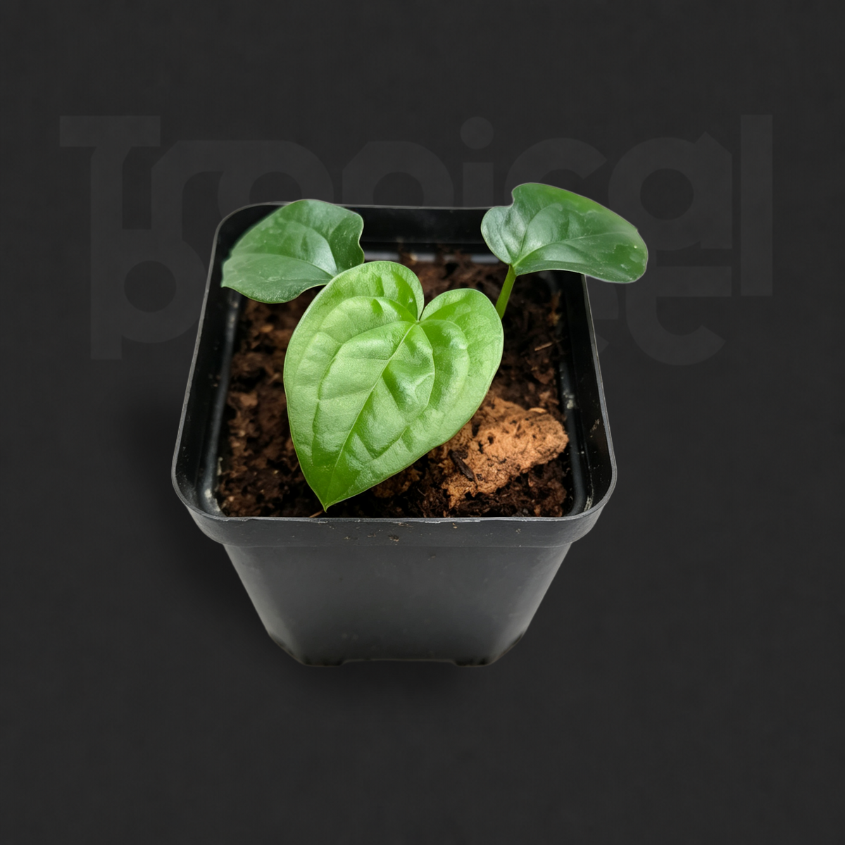 Anthurium 'Dark Phoenix' × Anthurium luxurians