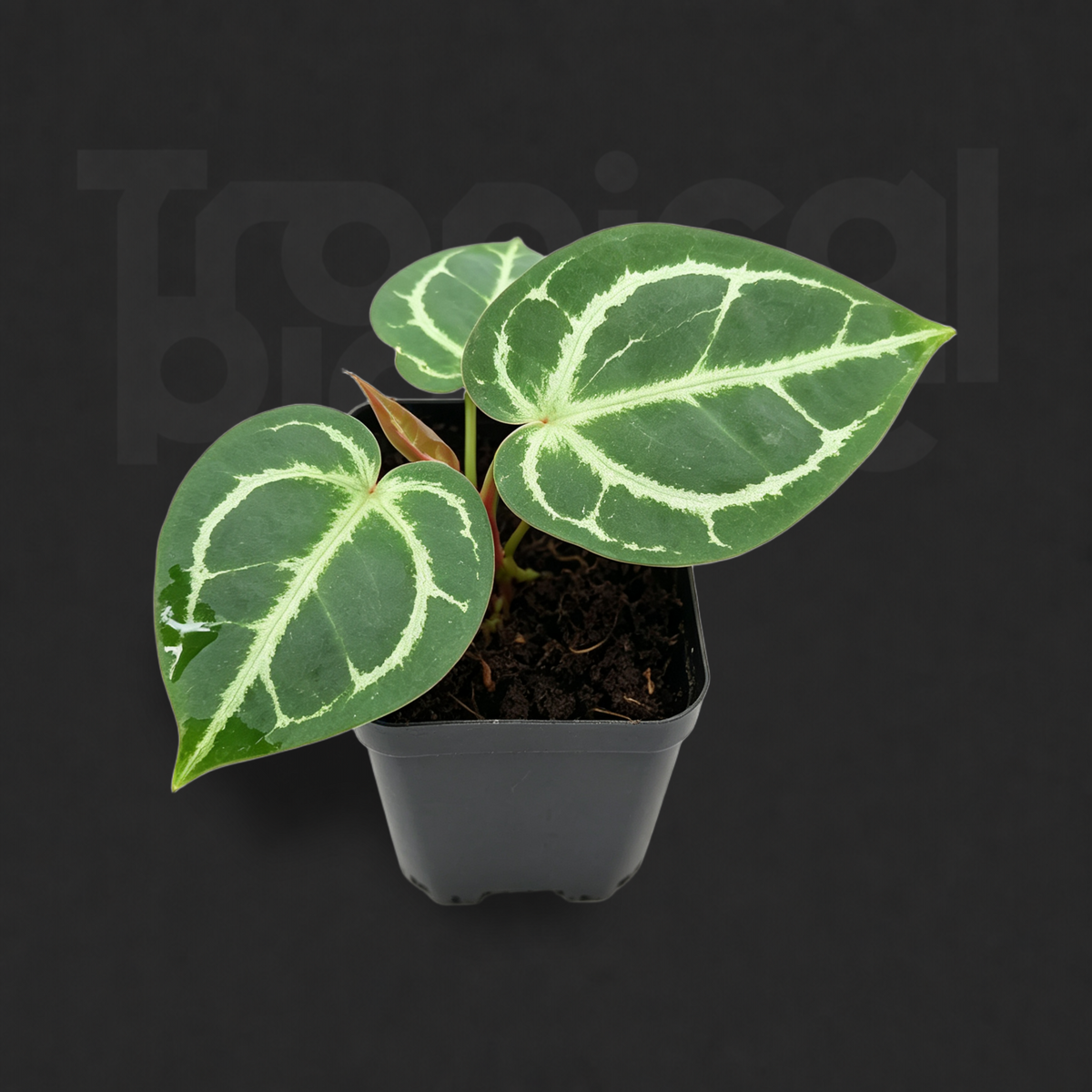 Anthurium 'Dorayaki' hybrid
