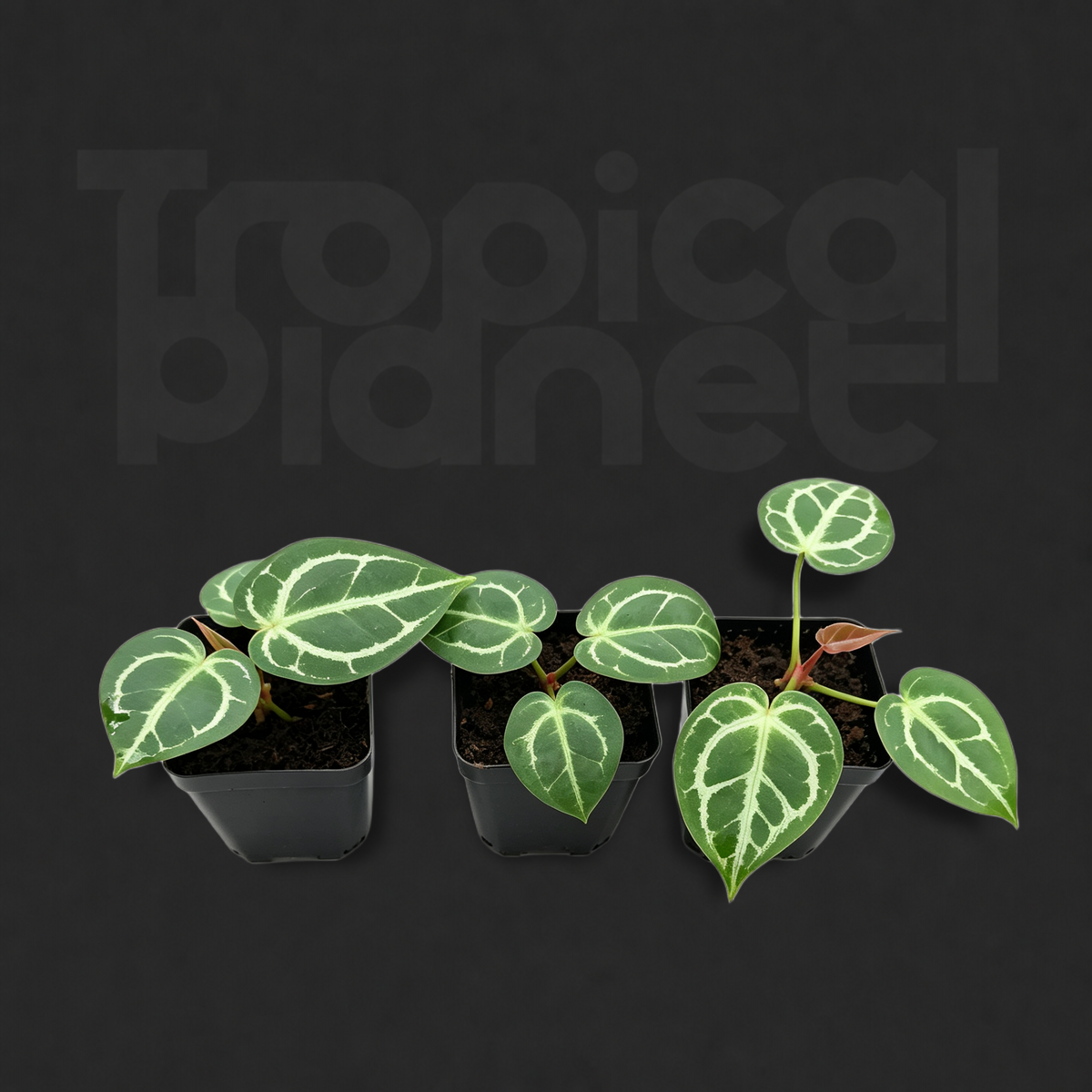 Anthurium 'Dorayaki' hybrid