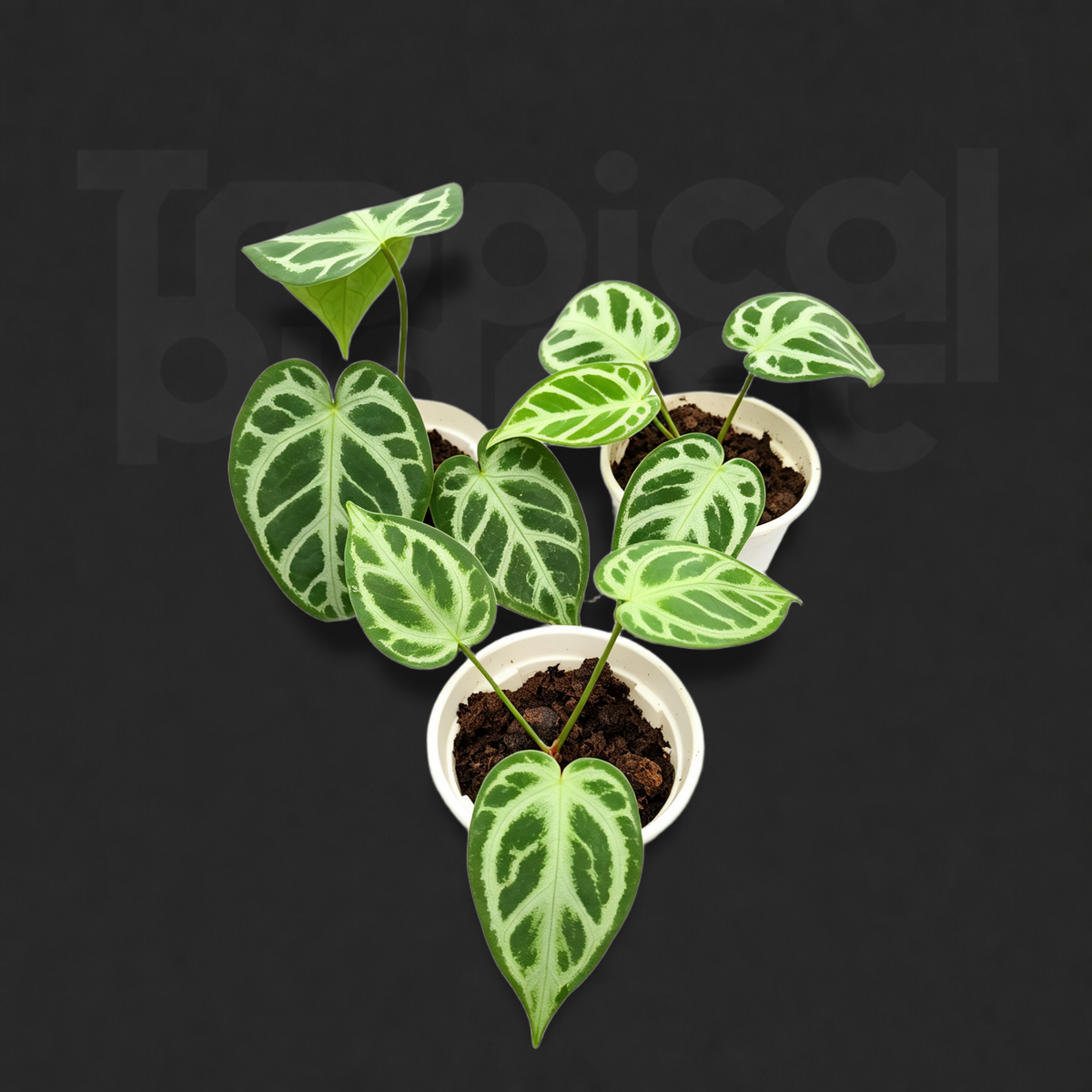 Anthurium 'Dorayaki' hybrid