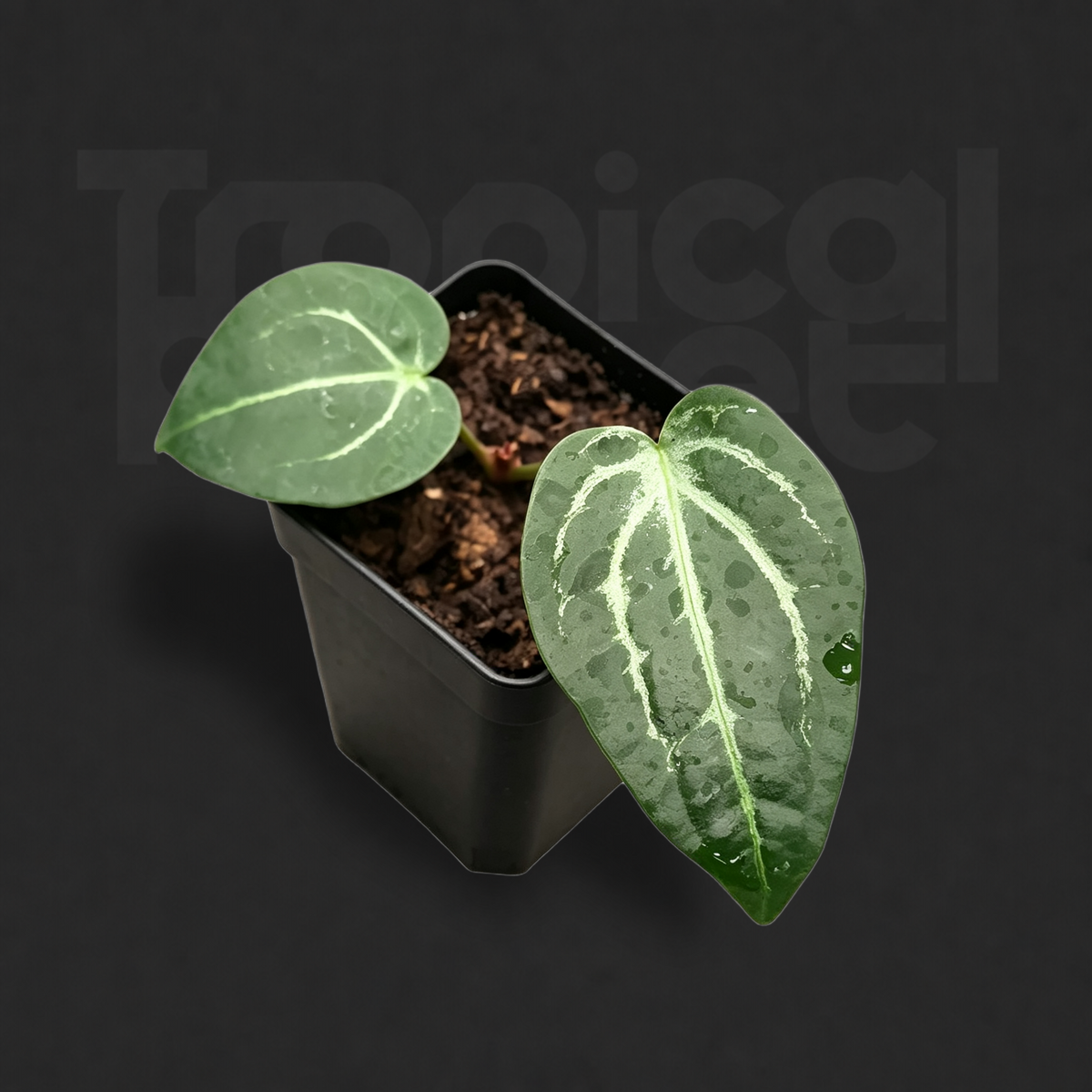 Anthurium crystallinum hybrid