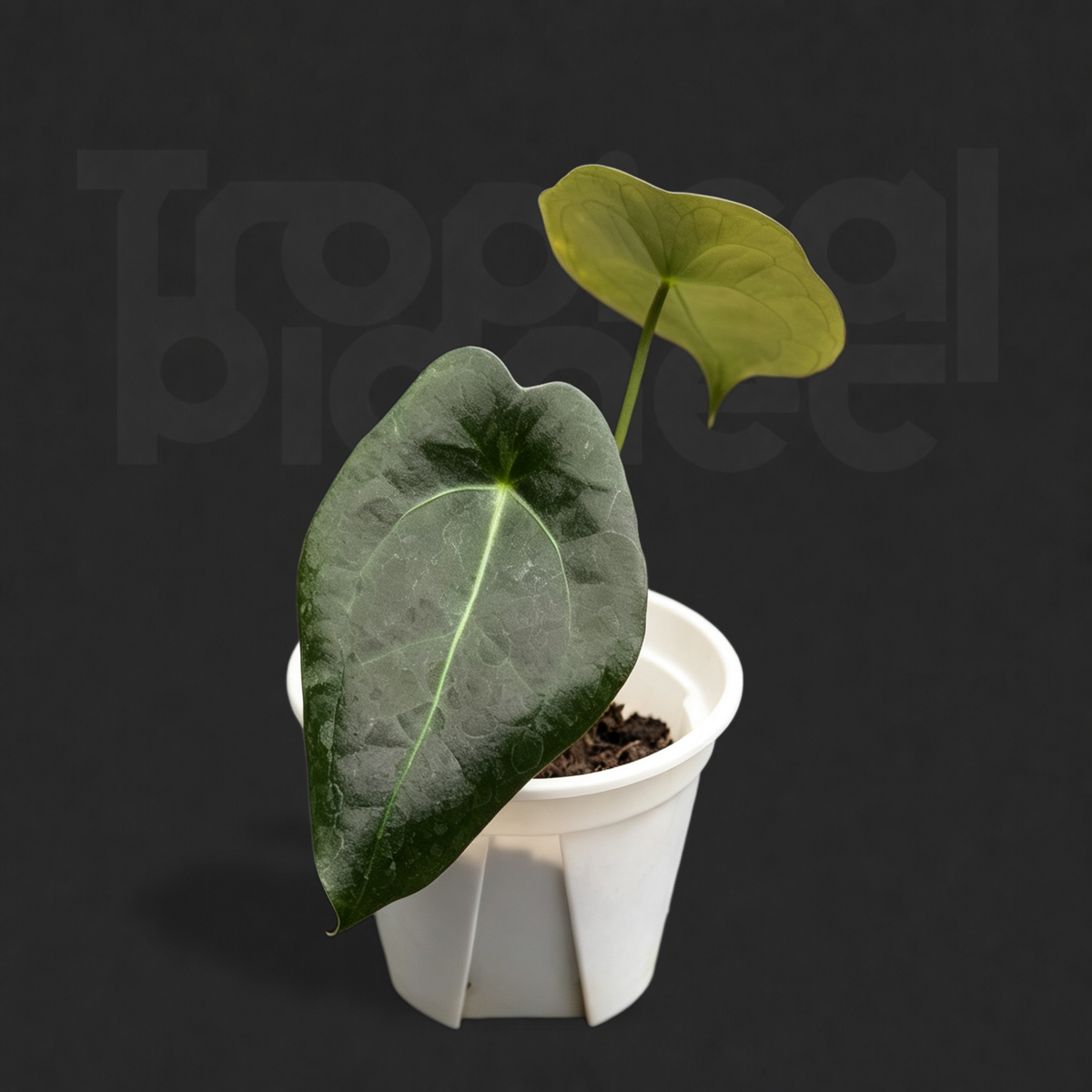Anthurium forgetii × Anthurium 'King of Spades'