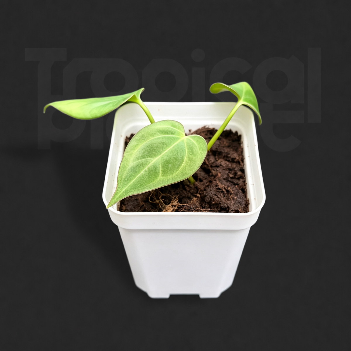 Anthurium 'King of Spades'