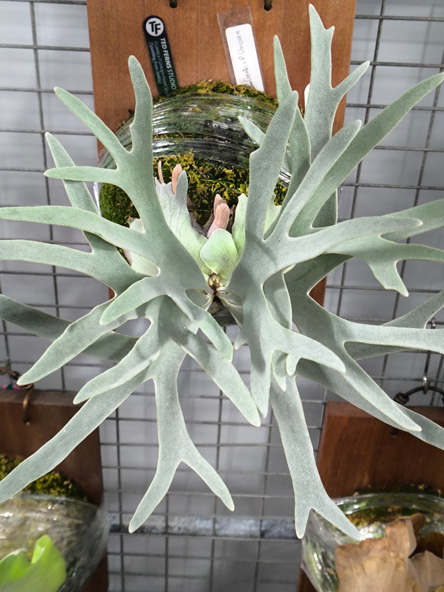 Exact plant pictured for this Platycerium retail listing