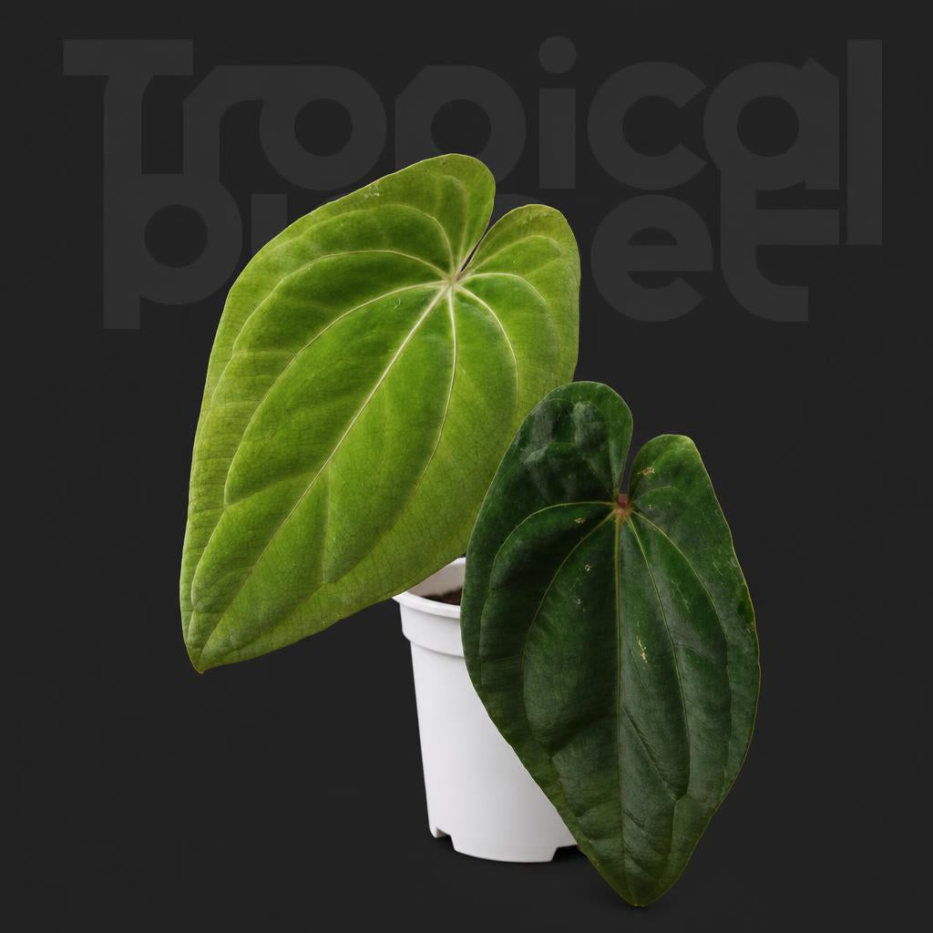 Anthurium Green Dark phoenix