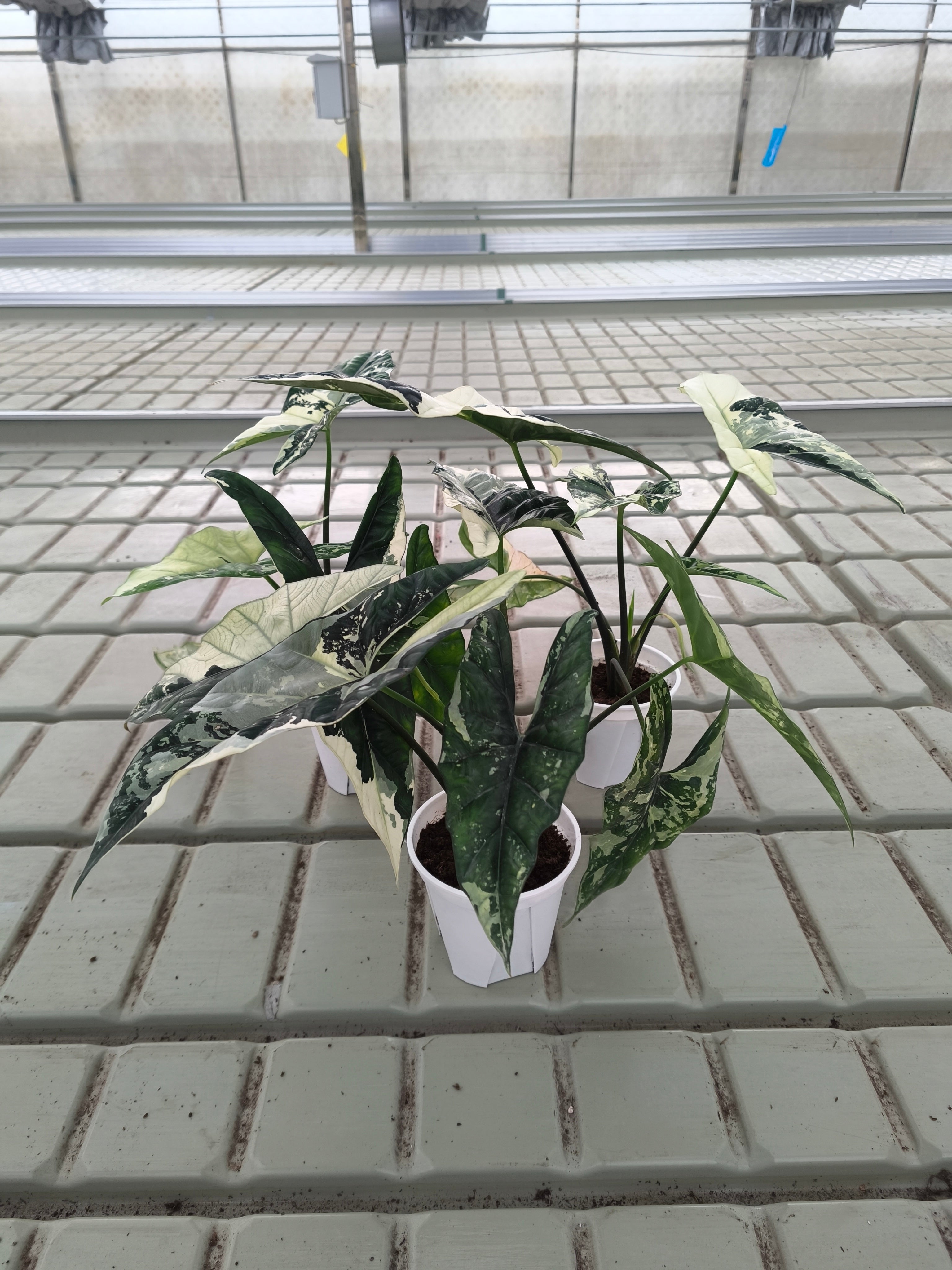 Alocasia 'Simpo' Albo Variegata
