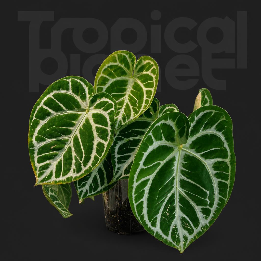 Anthurium Forgetii x Crystallinum