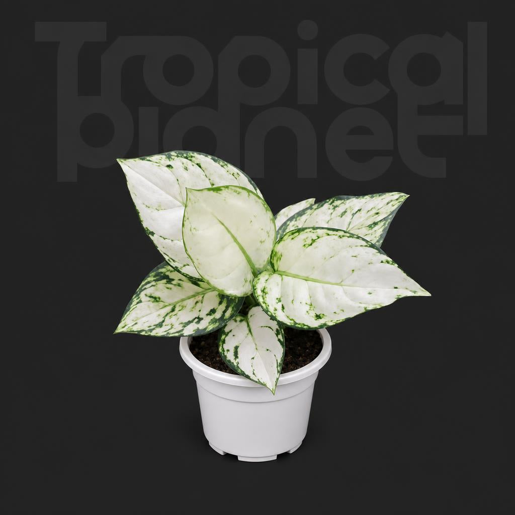 Aglaonema whita elephant