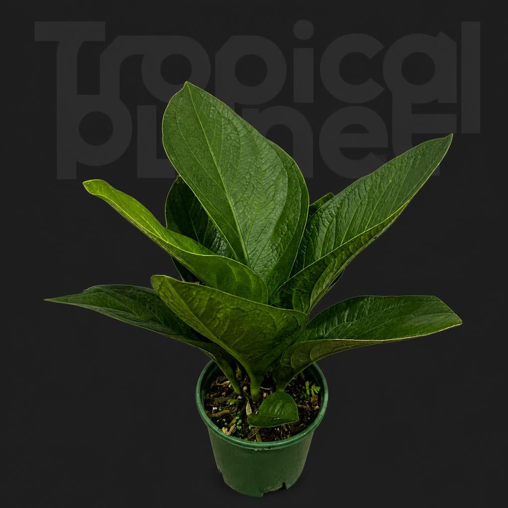 Anthurium jenmanii