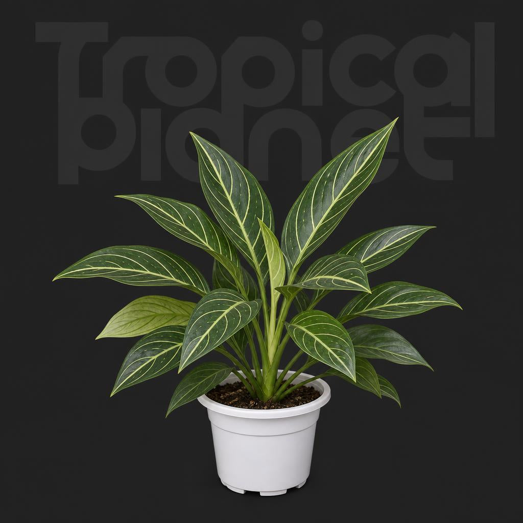 Aglaonema White pulse