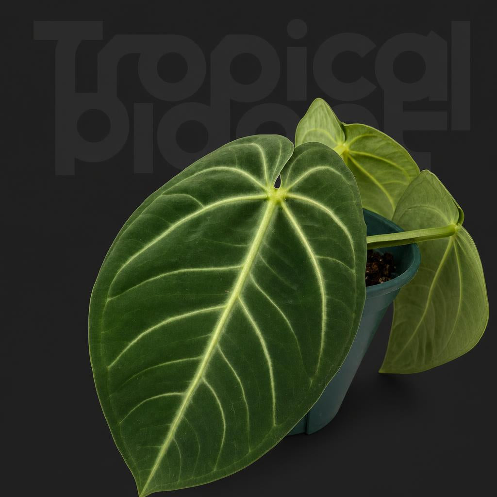 Anthurium villenaorum