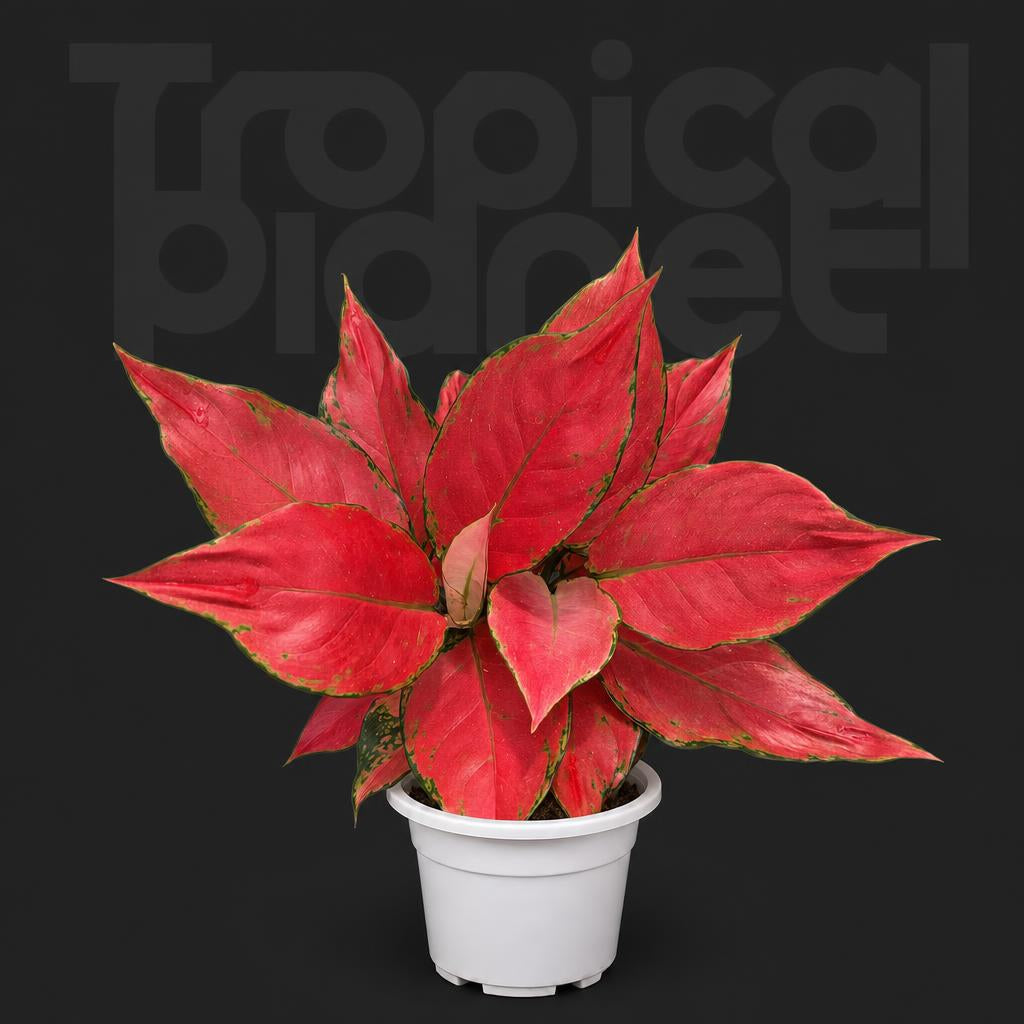Aglaonema Red Angel