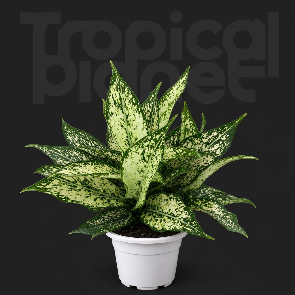 Aglaonema jadeitw