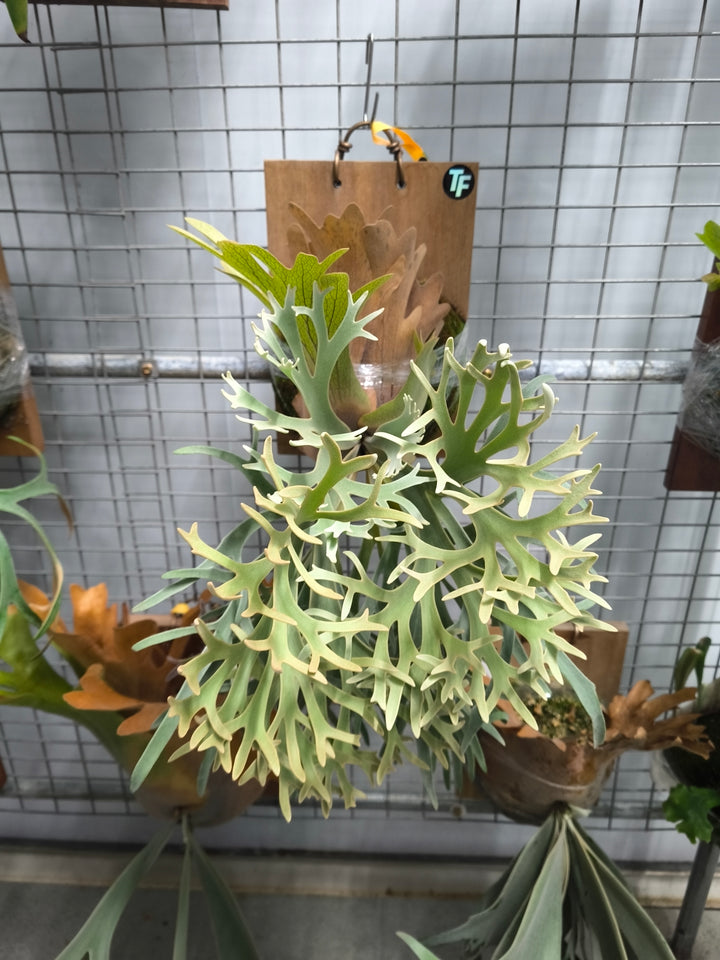 Platycerium Yellow Moon Dwarf(Sporeling from Anode) - Exact Plant Pictured