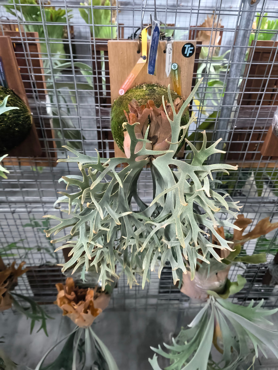Exact plant pictured for this Platycerium retail listing