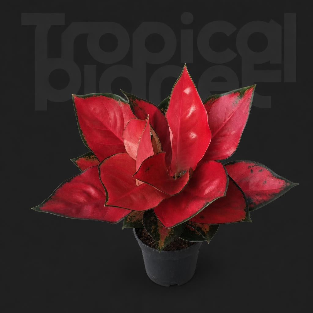 Aglaonema Red dongfang