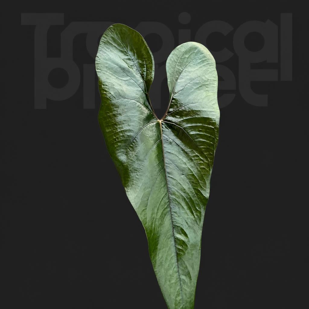 Anthurium NAPO