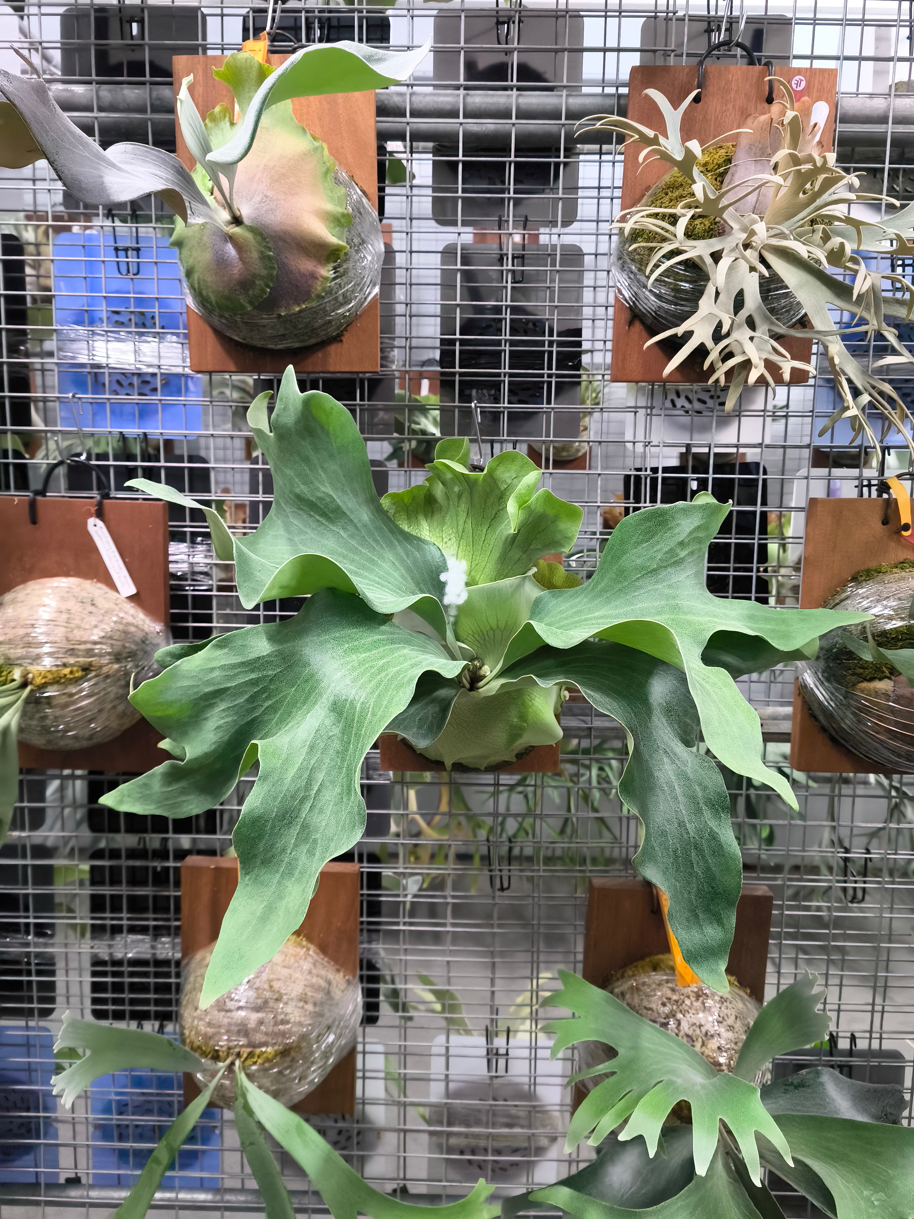 Exact plant pictured for this Platycerium retail listing