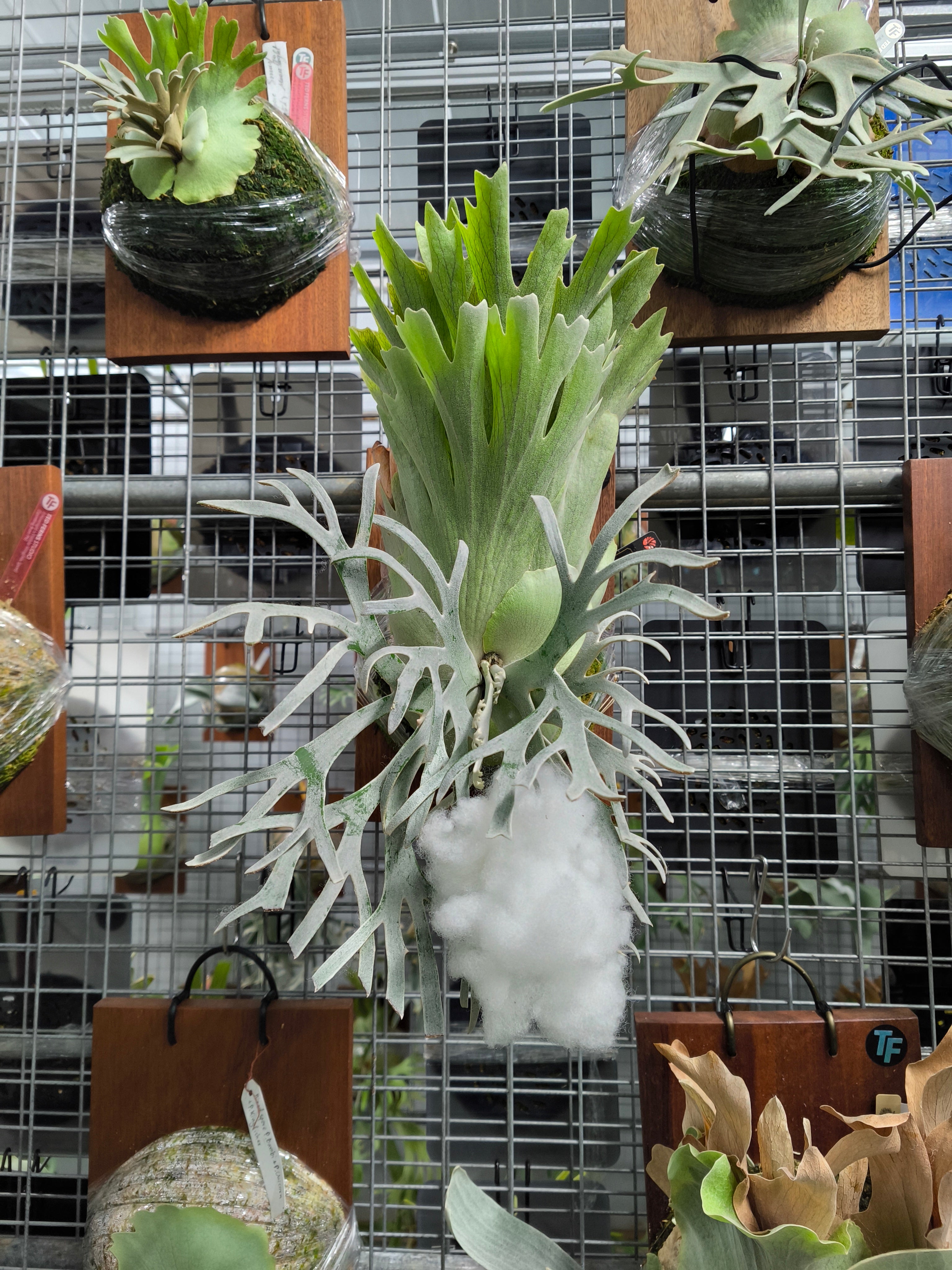 Exact plant pictured for this Platycerium retail listing