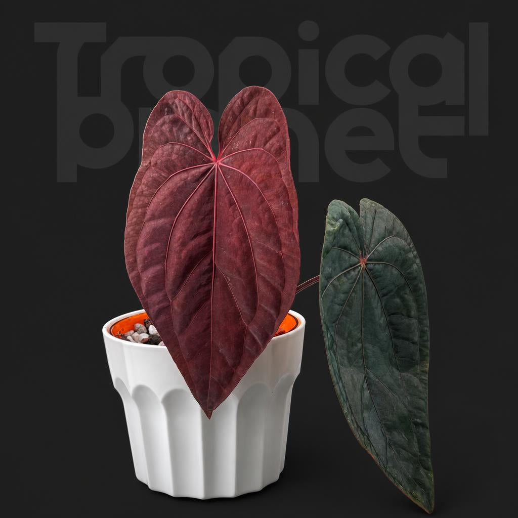 Anthurium dressleri*dark phoenix