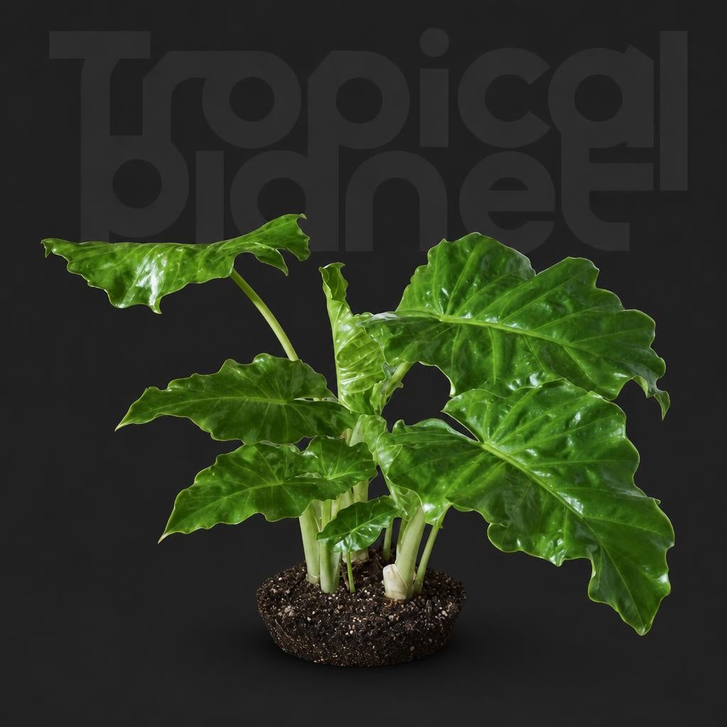 Alocasia Portora