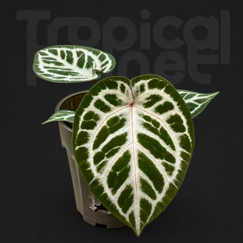Anthurium Crystallinum/Anthurium Dorayaki