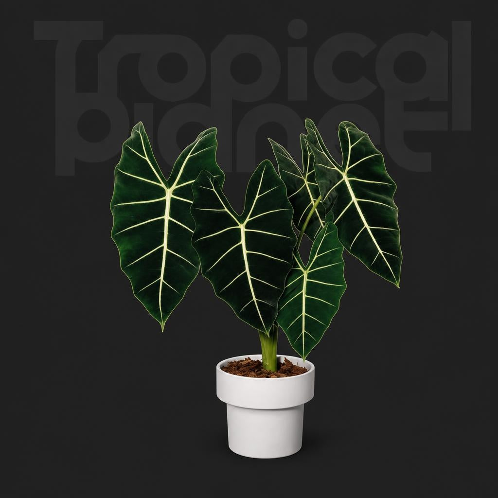 Alocasia Frydek