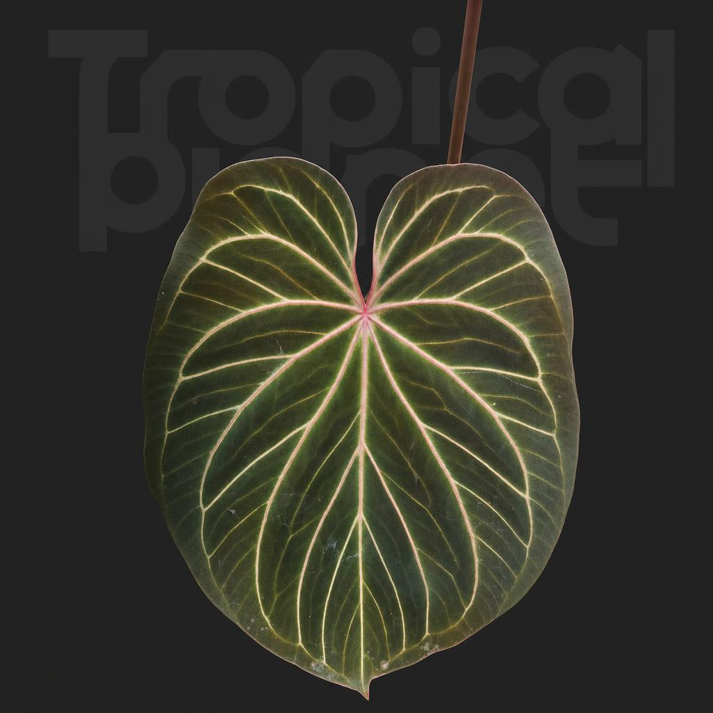 Anthurium king of spades