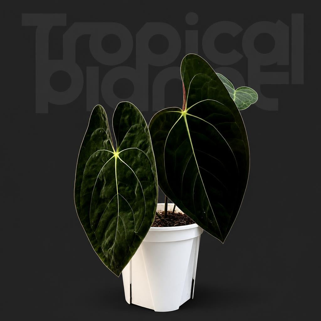 Anthurium papillilaminum lago gatun