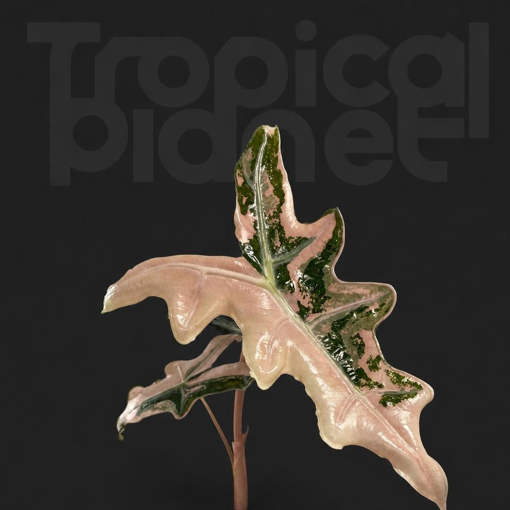 Alocasia Nobilis Pink Variegated