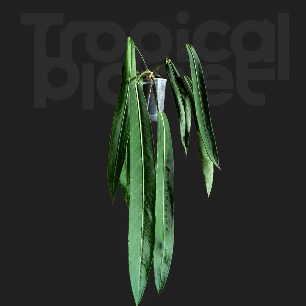 Anthurium pallidiflorum