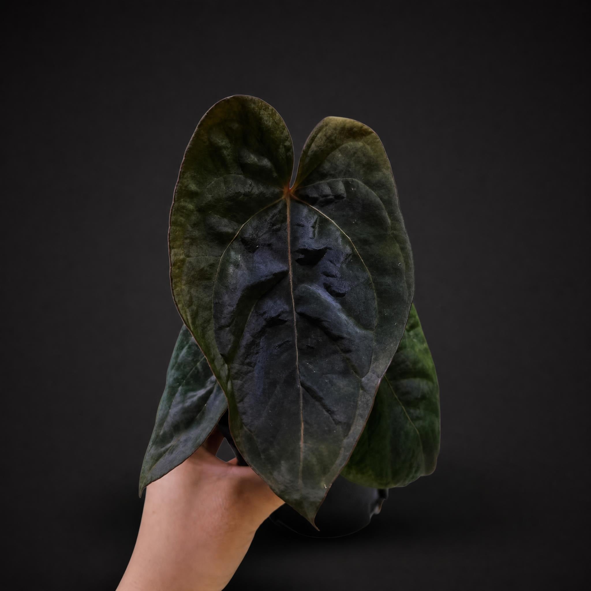 A. Crystallinum Var × A.Dark Phoenix斑入り Anthurium 'Dark Phoenix' × crystallinum 'Dark Form'