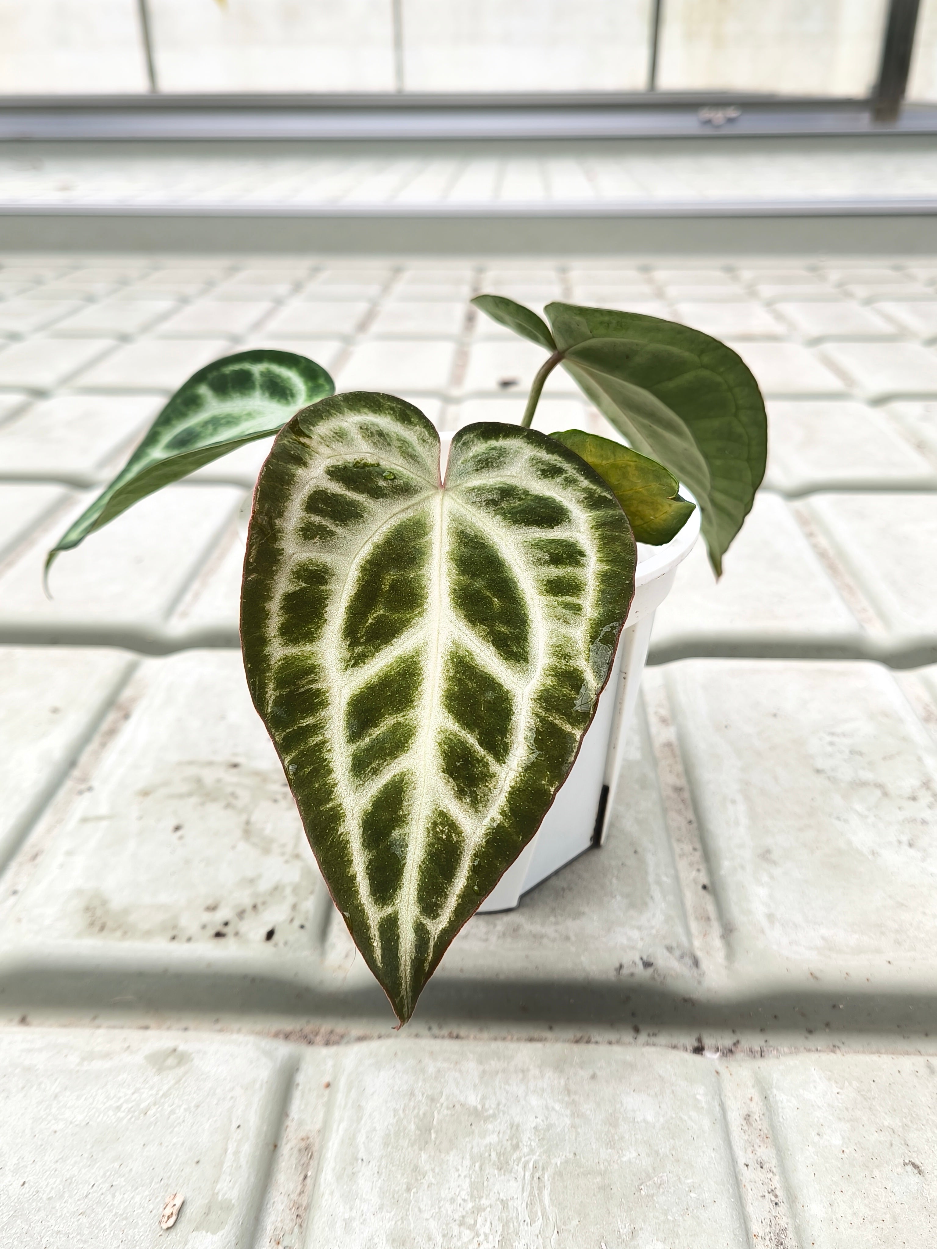 Anthurium 'Silver Lingerie' × Anthurium 'SKG Silver'