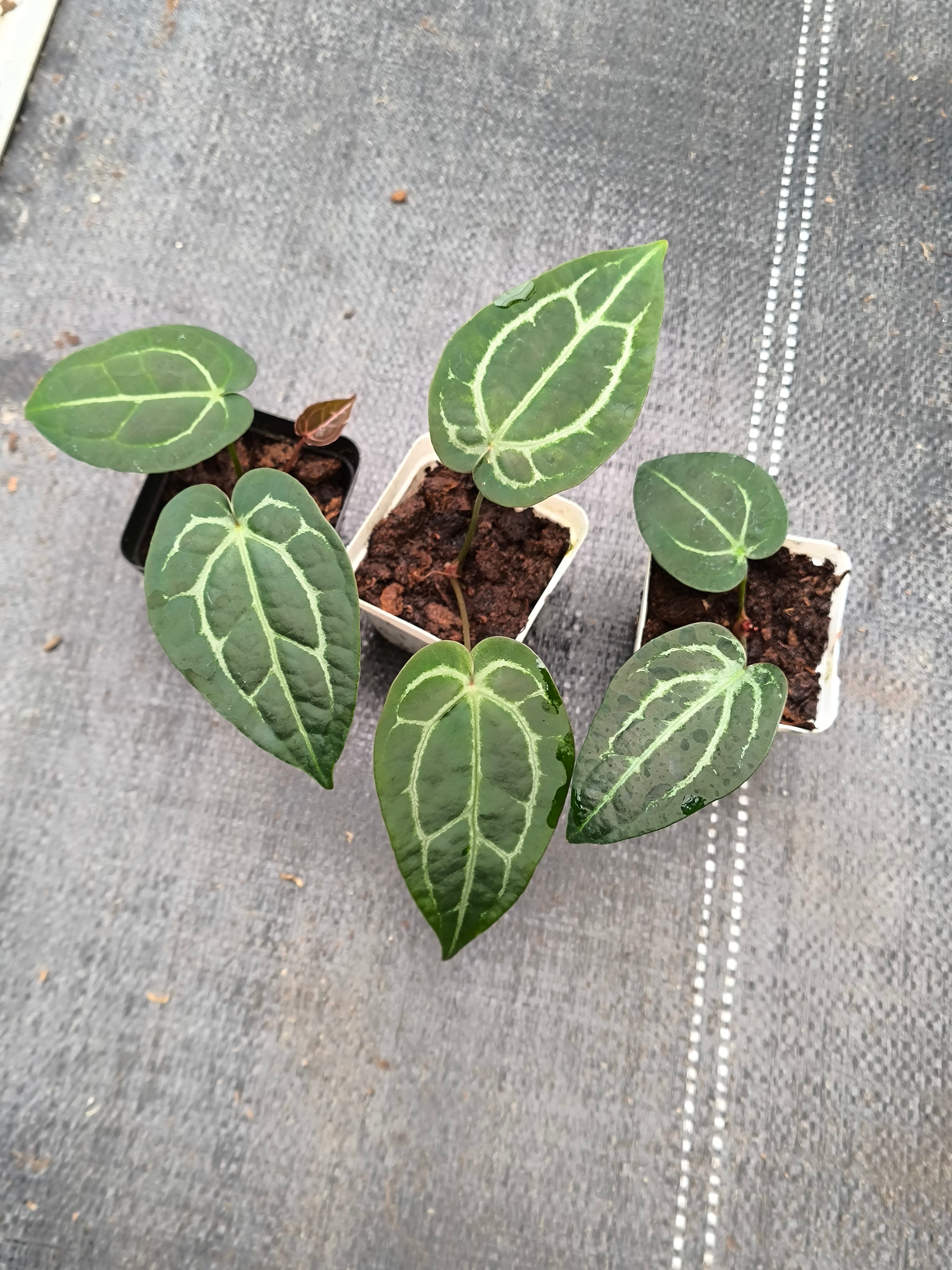 Anthurium crystallinum hybrid