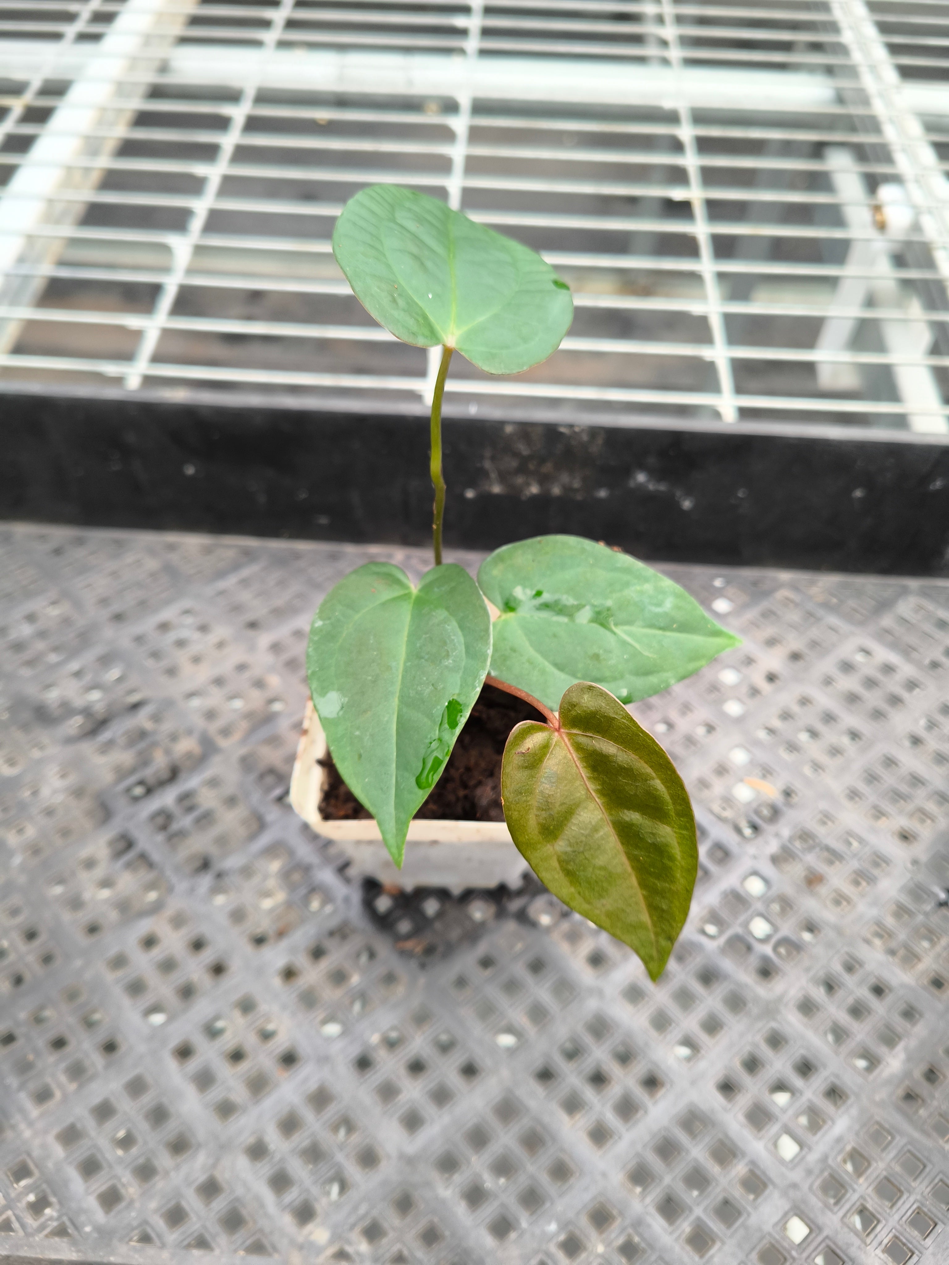 Anthurium 'Dark Phoenix'bybrid