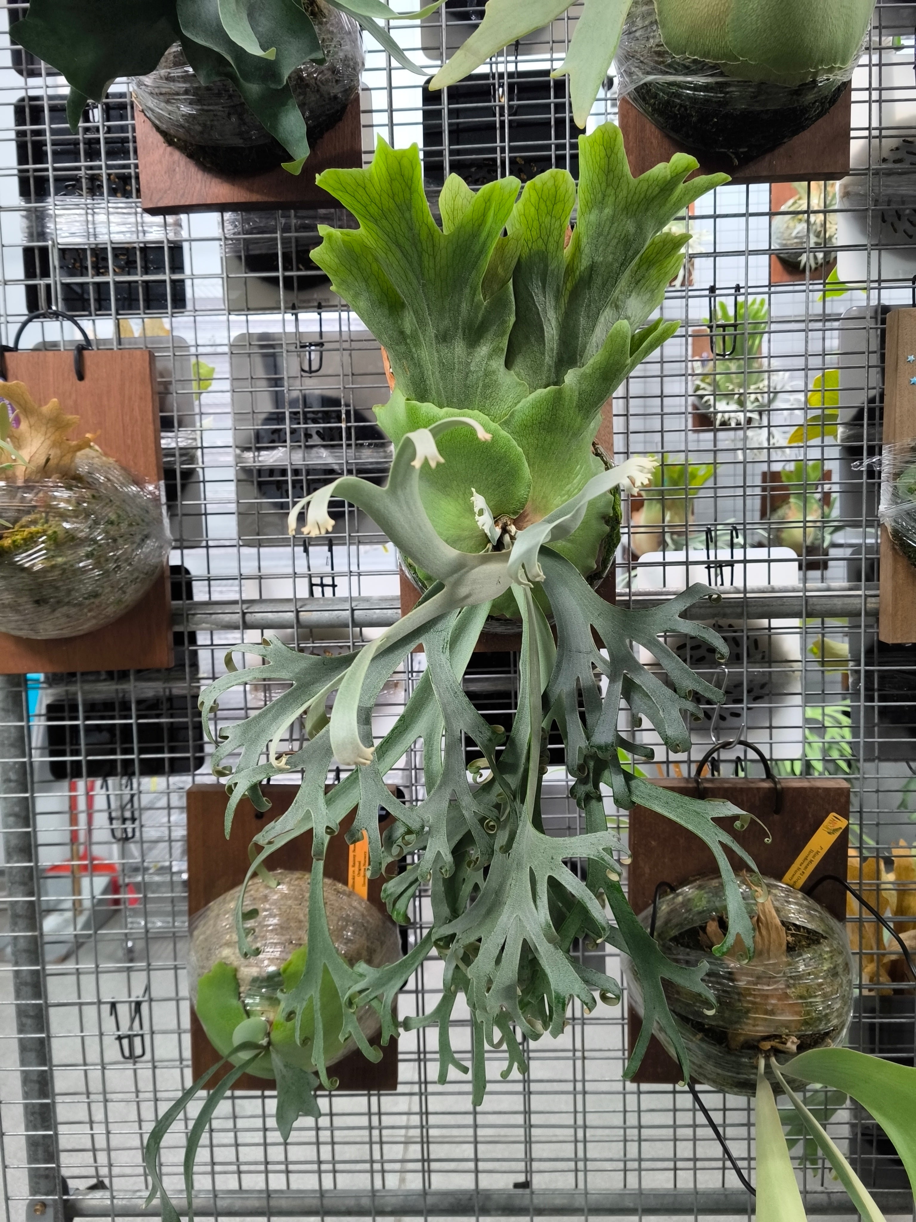 Exact plant pictured for this Platycerium retail listing