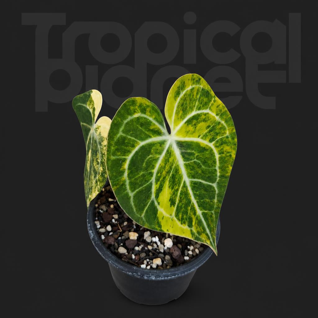 Anthurium clarinervium variegated