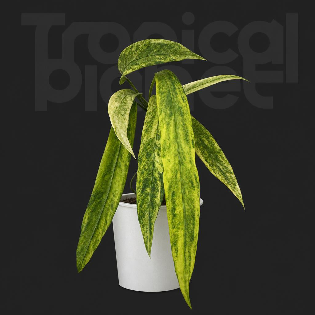 Anthurium vittarifolium variegated