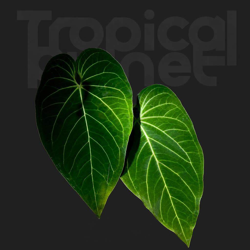 Anthurium Magnificum x papillilaminum