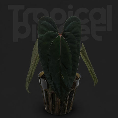 Anthurium 'Dark Phoenix' × papillilaminum
