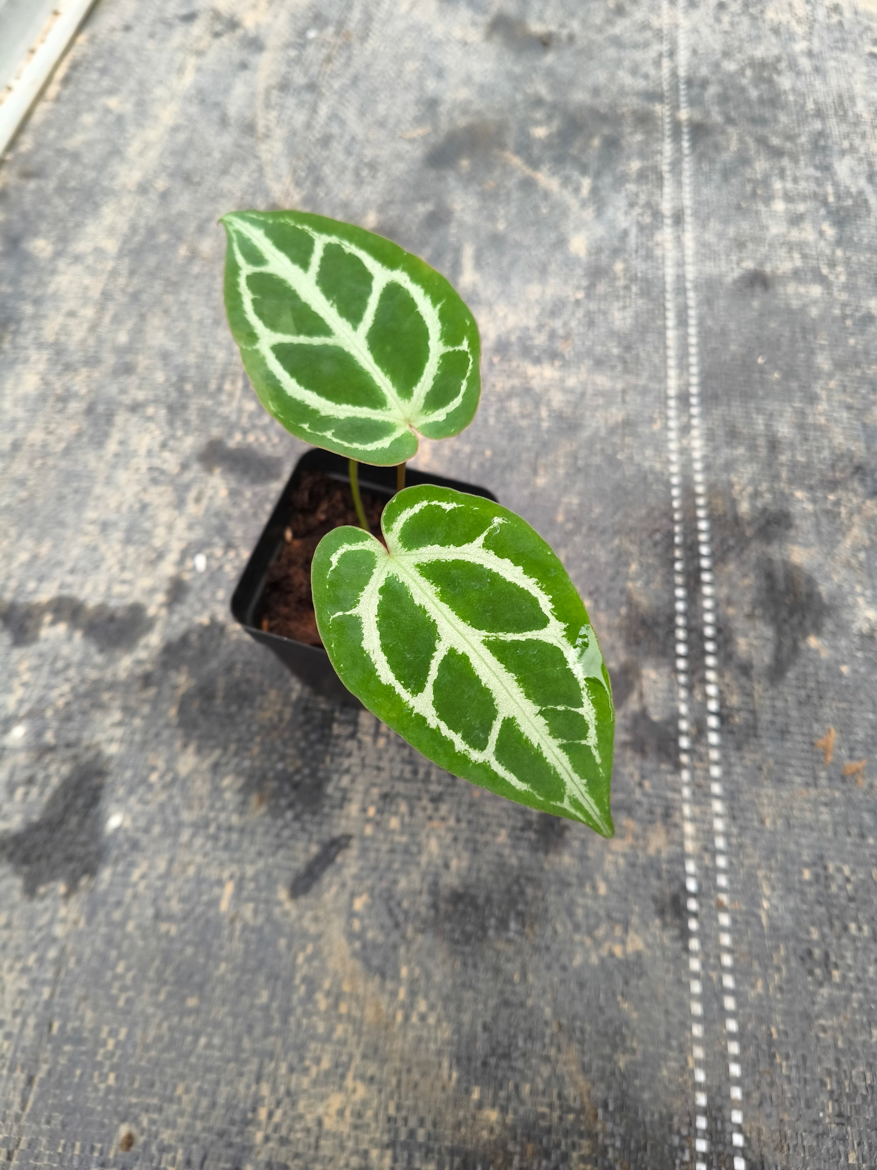 Anthurium 'Dorayaki' hybrid