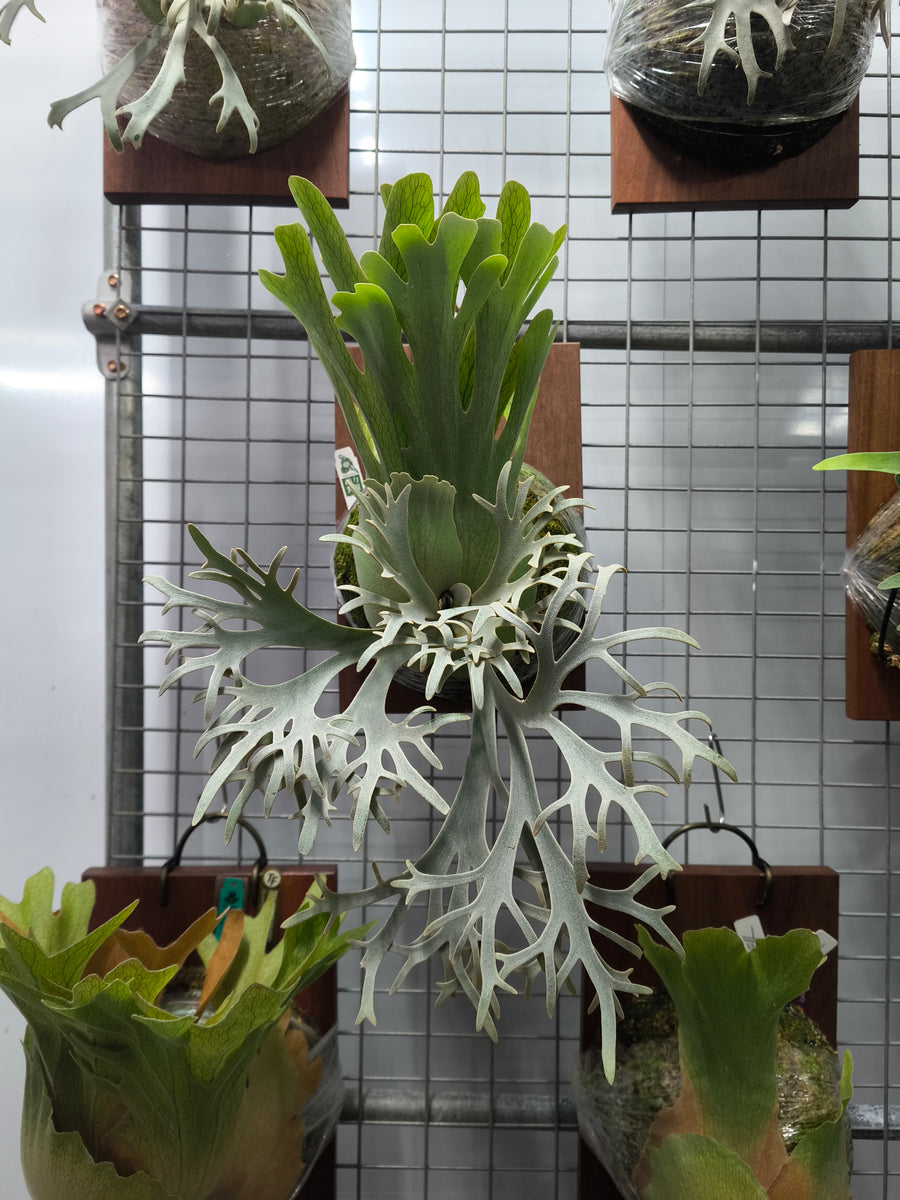 Exact plant pictured for this Platycerium retail listing