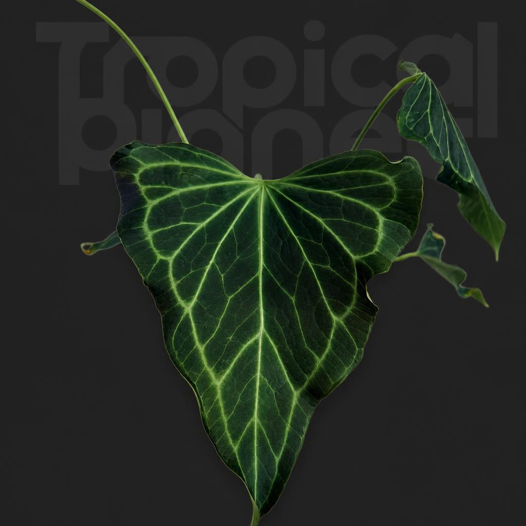 Anthurium delta foece