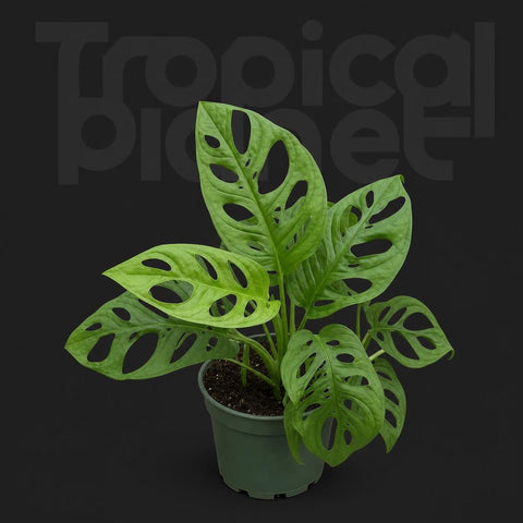 Monstera obliqua var Expilata