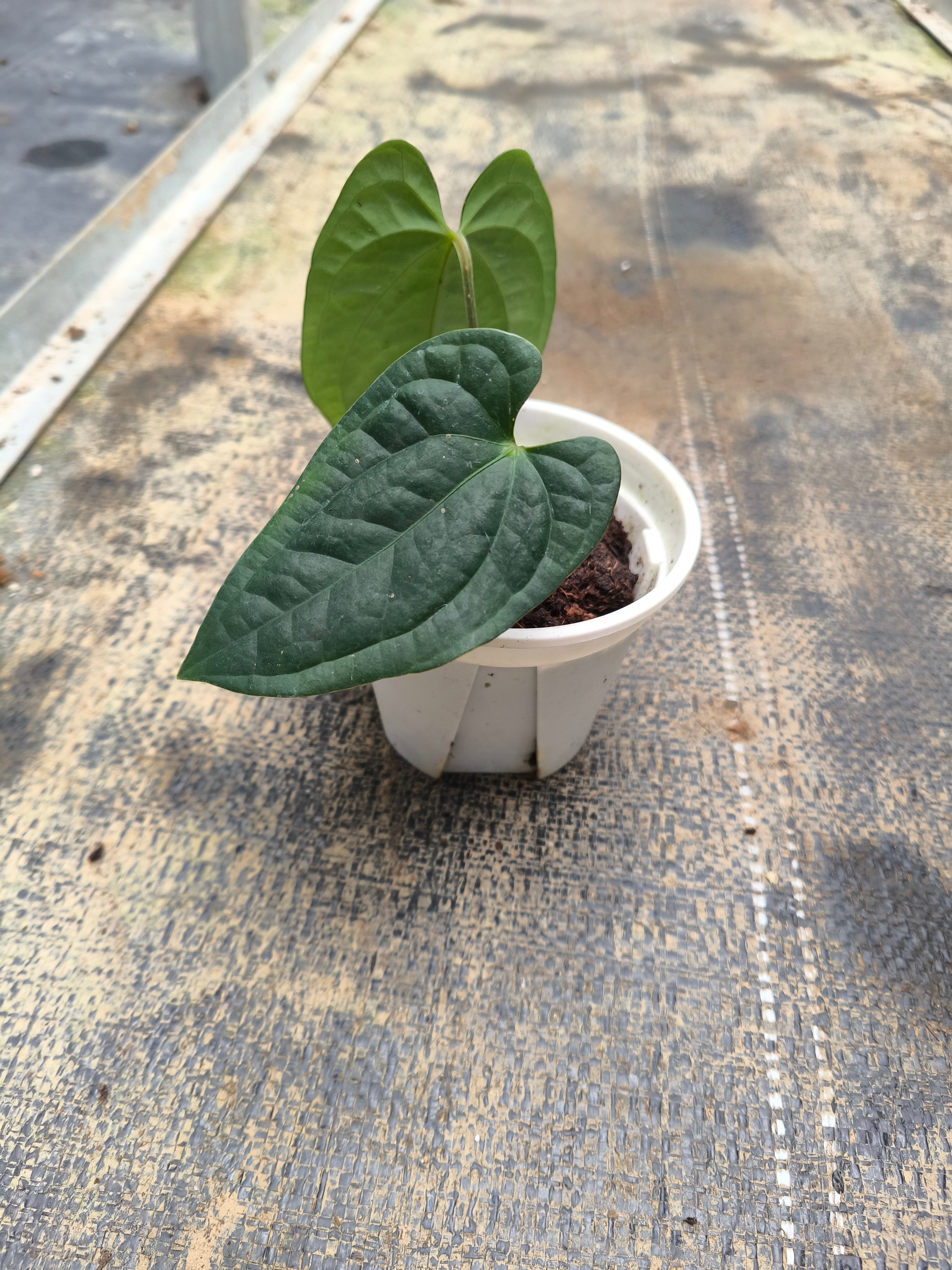 （Anthurium papillilaminum × Subsignatum）× Anthurium luxurians