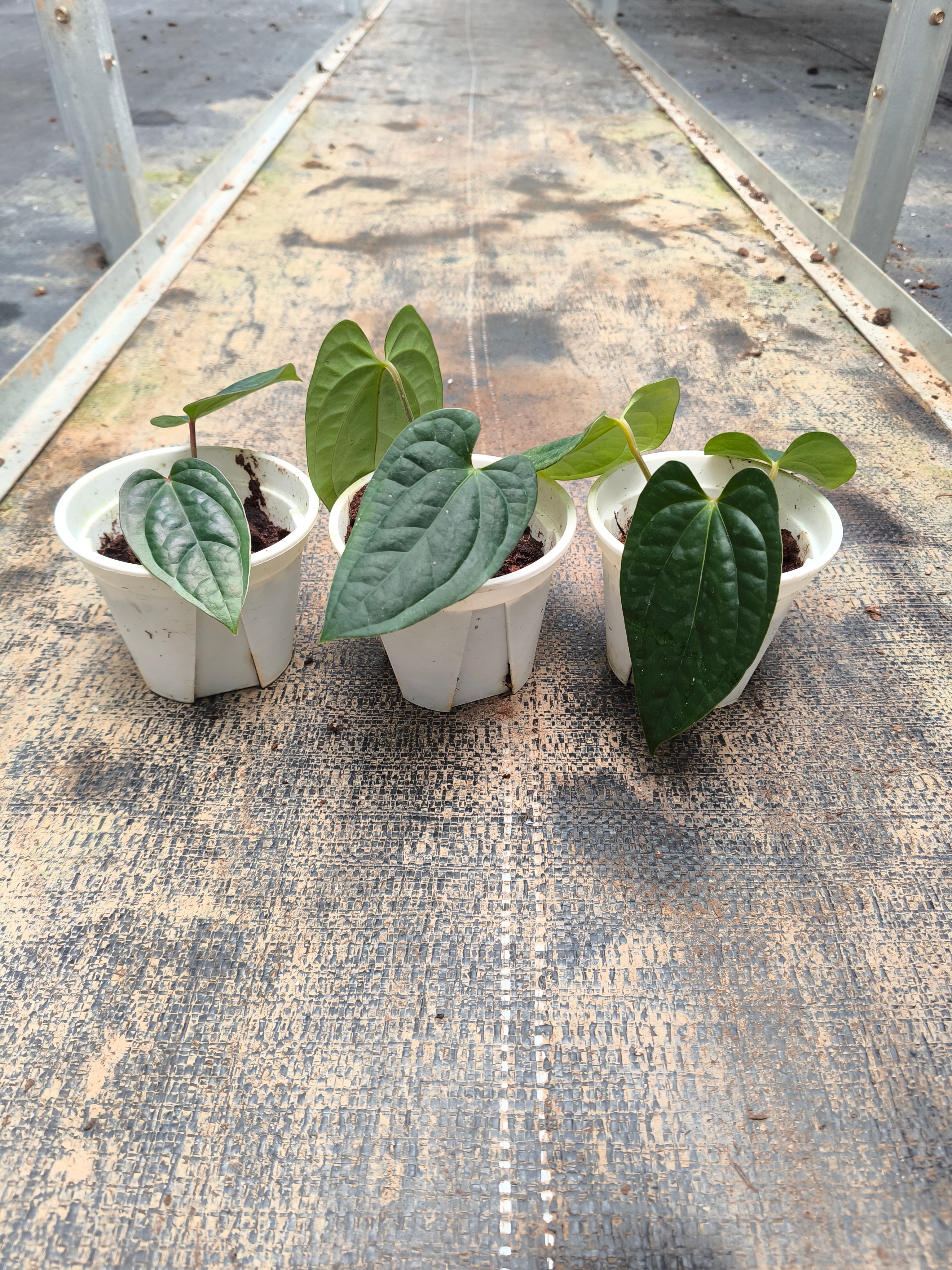 （Anthurium papillilaminum × Subsignatum）× Anthurium luxurians