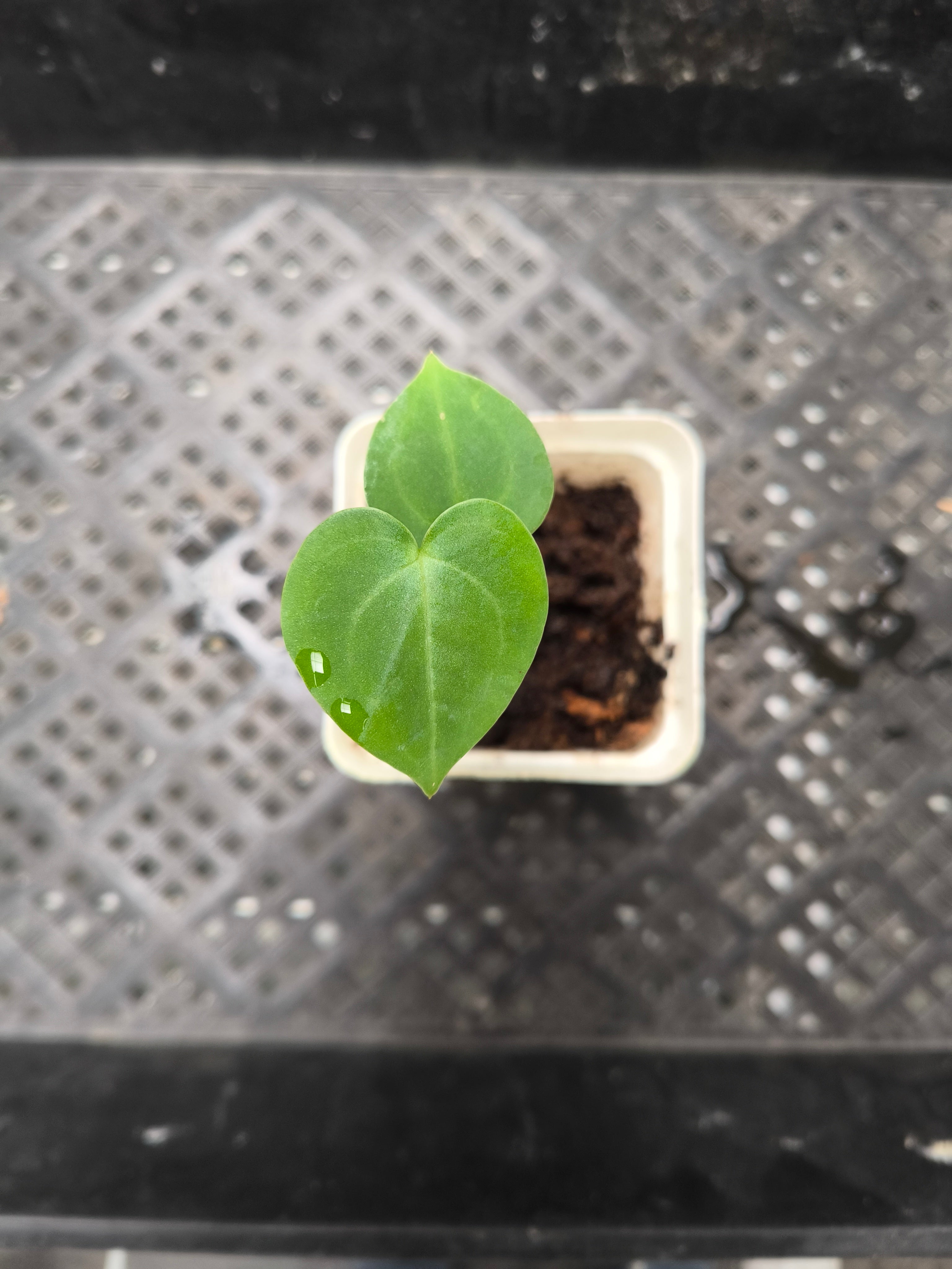 Anthurium clarinervium
