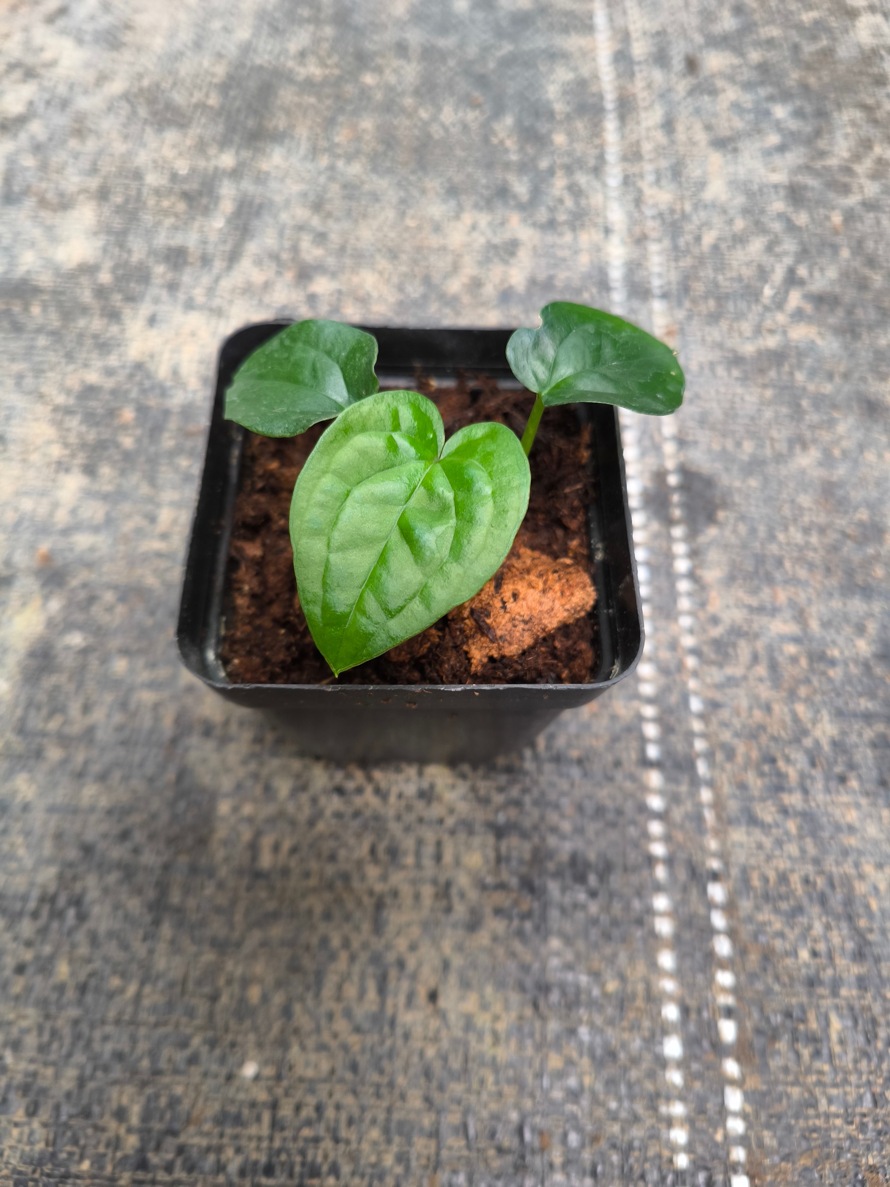 Anthurium 'Dark Phoenix' × Anthurium luxurians